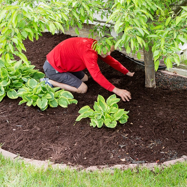 mulch installation can help protect plant roots, reduce erosion, and improve overall landscape aesthetics